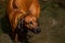 A beautiful Rhodesian Ridgeback out in the water