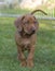 Beautiful Rhodesian Ridgeback puppy