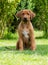 Beautiful Rhodesian Ridgeback puppy