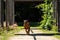 A beautiful Rhodesian Ridgeback runs towards the camera