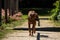 A beautiful Rhodesian Ridgeback runs towards the camera