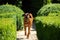 A beautiful Rhodesian Ridgeback runs towards the camera