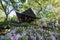 Beautiful Rhododendron blossom at Descanso Garden