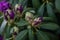 A beautiful Rhododendron buds in a green soil background.