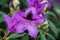 A beautiful Rhododendron buds in a green soil background.