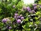 Beautiful Rhododendron flower bushes in a garden