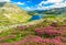 Beautiful rhododendron flowers and Bucura mountain lakes,Retezat mountains,Romania