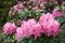 Beautiful Rhododendron flowers close up, lushly blooming Rhododendrons on background. Varieties of hybrid Rhododendron bushes