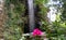 Beautiful Rhododendron with large pink flowers and behind it a magnificent waterfall