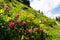 Beautiful rhododendron wildflowers on Alps mountains hillside, Austria, peaceful meditation