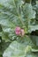 beautiful rhubarb inflorescence on a background of green leaves