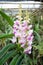 Beautiful Rhynchostylis coelestis orchids in farm