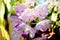 Beautiful Rhynchostylis coelestis orchids in farm