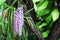 Beautiful rhynchostylis gigantea orchid hanging on tree