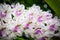 Beautiful Rhynchostylis retusa orchid flowers