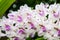 Beautiful Rhynchostylis retusa orchid flowers
