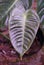 Beautiful ribbed and green juvenile leaf of Anthurium Veitchii wide version