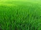 Beautiful rice field with green grass greenary