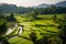 Beautiful Rice field landscape terraced