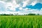 Beautiful rice fields growing up in countryside and white cloudy sky background ,landscape of Thailand,look fresh and green.