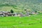 Beautiful Rice Fields in Punakha