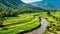 Beautiful Rice Fields in Vietnam: Lush Green Terraces and Farmers with Buffalos AI Generated