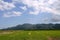 Beautiful rice fields wetlands