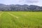 Beautiful rice fields wetlands