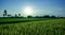 Beautiful rice green fields with blue sky background in the evening in countryside landscape.