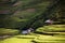 Beautiful rice terrace field on hill in Northern Vietnam