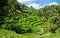 Beautiful rice terraces in the morning at Tegallalang village, Ubud, Bali