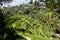 Beautiful ricefield in central Bali, wonder of Ubud village