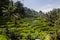 Beautiful ricefield in central Bali, wonder of Ubud village