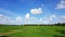 Beautiful ricefield on a cloudy day