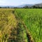 Beautiful Ricefield in Java