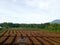 Beautiful ricefield paddy landscape