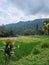 Beautiful  ricefield view