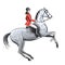 Beautiful rider and dapple grey horse on white. Horseman girl in red jacket on rearing up stallion.