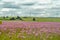 Beautiful Rietvlei nature reserve near Pretoria and Centurion lined with purple pompom weeds Campuloclinium macrocephalumroot