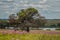 Beautiful Rietvlei nature reserve near Pretoria and Centurion lined with purple pompom weeds Campuloclinium macrocephalumroot