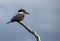 Beautiful Ringed Kingfisher, megaceryle torquata, on a tree branch, Tierra Del Fuego, Patagonia, Argentina