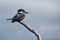 Beautiful Ringed Kingfisher, megaceryle torquata, on a tree branch, Tierra Del Fuego, Patagonia, Argentina