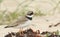 A beautiful Ringed Plover Charadrius hiaticula hunting for food on a beach in Orkney, Scotland.