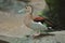 Beautiful Ringed teal on a rock surface against a blurred background