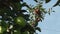 Beautiful and ripe apples. Apple tree in the garden.