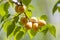 beautiful ripe apricots hang on a branch against the sky