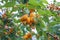 beautiful ripe apricots hang on a branch against the sky