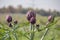 Beautiful Ripe Artichoke Cynara cardunculus  in a field of Artichokes