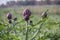 Beautiful Ripe Artichoke Cynara cardunculus  in a field of Artichokes