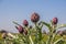 Beautiful Ripe Artichoke Cynara cardunculus  in a field of Artichokes.